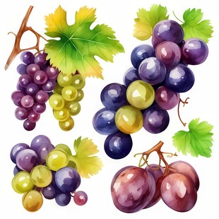 紫色葡萄叶子藤蔓植物水彩插画