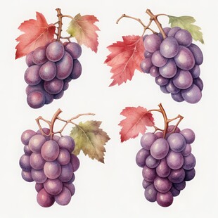 紫色葡萄叶子藤蔓植物水彩插画