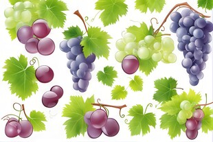 紫色葡萄叶子藤蔓植物水彩插画