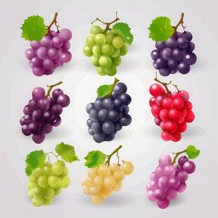 紫色葡萄叶子藤蔓植物水彩插画