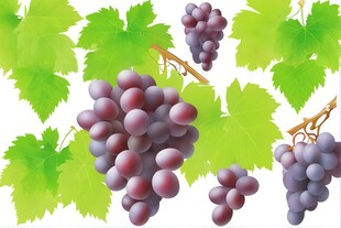 紫色葡萄叶子藤蔓植物水彩插画