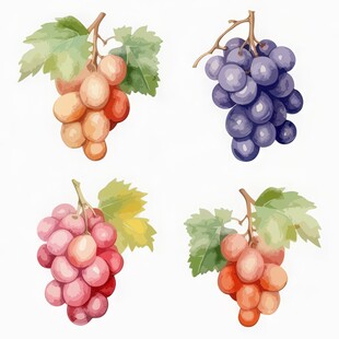 紫色葡萄叶子藤蔓植物水彩插画