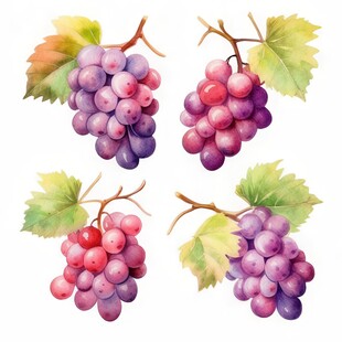 紫色葡萄叶子藤蔓植物水彩插画