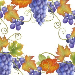 紫色葡萄叶子藤蔓植物水彩插画