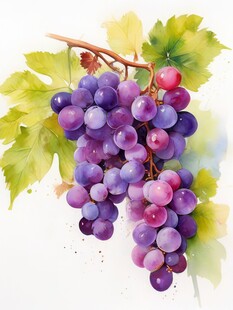 紫色葡萄叶子藤蔓植物水彩插画