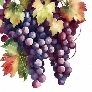 紫色葡萄叶子藤蔓植物水彩插画