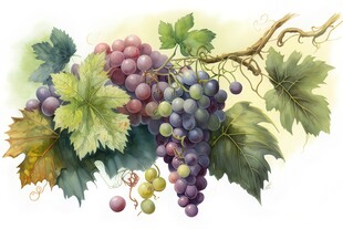 紫色葡萄叶子藤蔓植物水彩插画