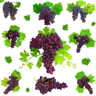 紫色葡萄叶子藤蔓植物水彩插画