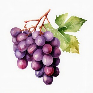 紫色葡萄叶子藤蔓植物水彩插画