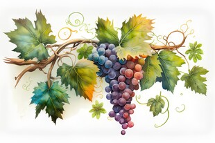 紫色葡萄叶子藤蔓植物水彩插画