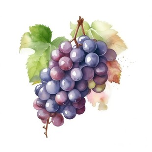 紫色葡萄叶子藤蔓植物水彩插画