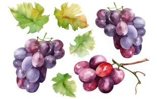 紫色葡萄叶子藤蔓植物水彩插画