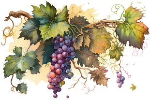 紫色葡萄叶子藤蔓植物水彩插画