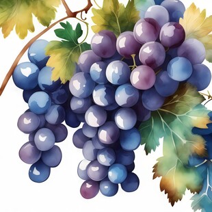 紫色葡萄叶子藤蔓植物水彩插画