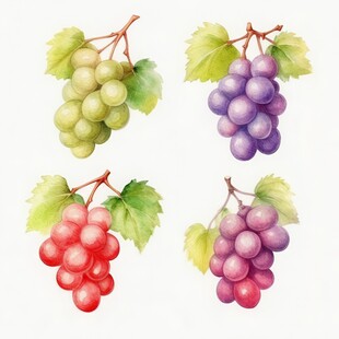 紫色葡萄叶子藤蔓植物水彩插画
