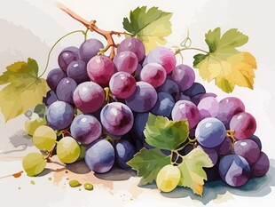 紫色葡萄叶子藤蔓植物水彩插画
