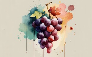 紫色葡萄叶子藤蔓植物水彩插画