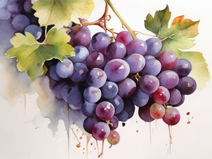 紫色葡萄叶子藤蔓植物水彩插画