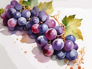 紫色葡萄叶子藤蔓植物水彩插画