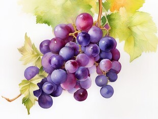紫色葡萄叶子藤蔓植物水彩插画