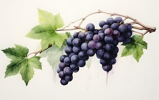 紫色葡萄叶子藤蔓植物水彩插画