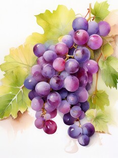 紫色葡萄叶子藤蔓植物水彩插画