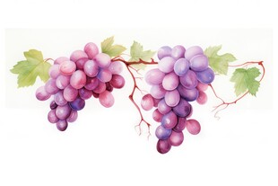 紫色葡萄叶子藤蔓植物水彩插画
