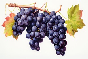 紫色葡萄叶子藤蔓植物水彩插画