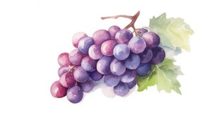 紫色葡萄叶子藤蔓植物水彩插画