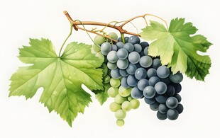 紫色葡萄叶子藤蔓植物水彩插画