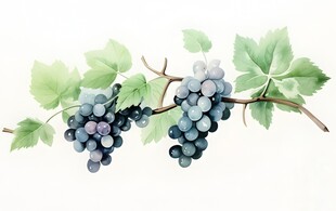 紫色葡萄叶子藤蔓植物水彩插画