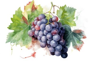 紫色葡萄叶子藤蔓植物水彩插画