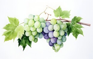 紫色葡萄叶子藤蔓植物水彩插画