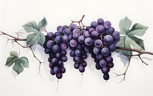 紫色葡萄叶子藤蔓植物水彩插画