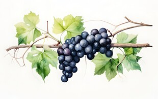 紫色葡萄叶子藤蔓植物水彩插画