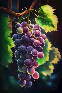 紫色葡萄叶子藤蔓植物水彩插画