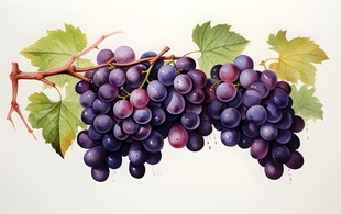 紫色葡萄叶子藤蔓植物水彩插画