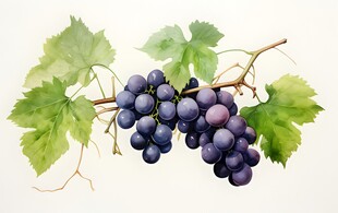 紫色葡萄叶子藤蔓植物水彩插画