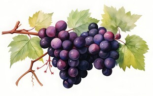 紫色葡萄叶子藤蔓植物水彩插画