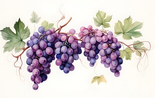 紫色葡萄叶子藤蔓植物水彩插画