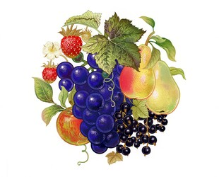 紫色葡萄叶子藤蔓植物水彩插画