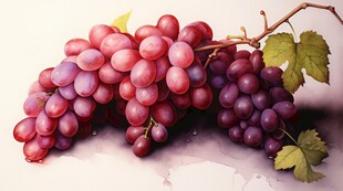 紫色葡萄叶子藤蔓植物写真素材