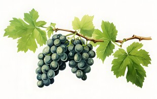 紫色葡萄叶子藤蔓植物写真素材