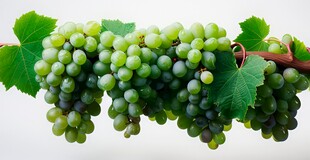 紫色葡萄叶子藤蔓植物写真素材