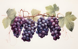 紫色葡萄叶子藤蔓植物写真素材