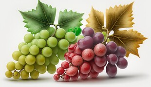 紫色葡萄叶子藤蔓植物写真素材