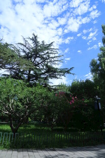 公园风景 