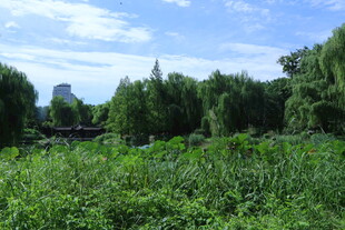 公园风景 