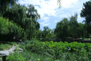 公园风景  