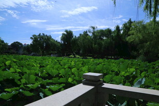公园风景  